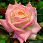 Роза чайно-гибридная "Дольче Вита" (саженец класса АА+) высший сорт цена