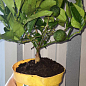 LMTD Лайм класик на штамбі з плодом 3-х річний "Aurantifolia Lime" (25-45см)
