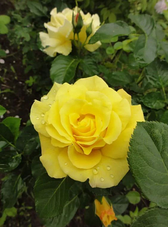 Троянда плетиста "Lucia" (саджанець класу АА +) вищий сорт - фото 5
