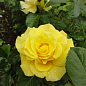 Троянда плетиста "Lucia" (саджанець класу АА +) вищий сорт
