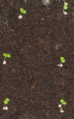 Сівалка ручна Mini (для 6 видів насіння) - фото 2