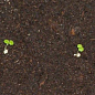 Сеялка ручная Mini (для 6 видов семян) купить