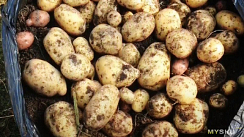 Насіннєва ультро-рання картопля "Коломбо" (на варіння, 1 репродукція) 1кг - фото 2
