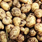 Насіннєва ультро-рання картопля "Коломбо" (на варіння, 1 репродукція) 1кг купить