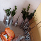 Самшит вечнозеленый	"Buxus sempervirens" 2-х летний саженец цена