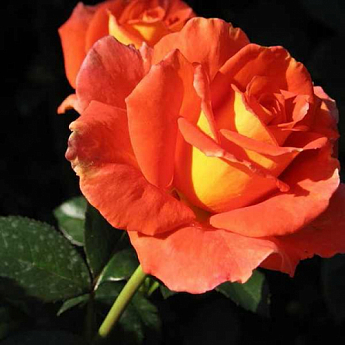 Роза чайно-гибридная "Моника" (саженец класса АА+) высший сорт - фото 4