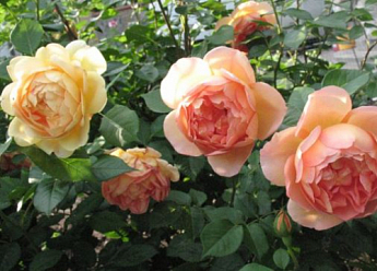 Роза англійська "Shropeshire Lad" (саджанець класу АА +) вищий сорт - фото 2