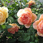 Роза английская "Shropeshire Lad" (саженец класса АА+) высший сорт купить