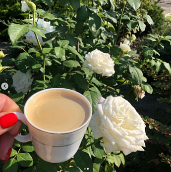 Троянда чайно-гібридна "Боїнг" (саджанець класу АА +) вищий сорт - фото 3