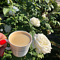 Троянда чайно-гібридна "Боїнг" (саджанець класу АА +) вищий сорт цена