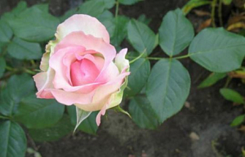 Роза чайно-гибридная "Дольче Вита" (саженец класса АА+) высший сорт - фото 4