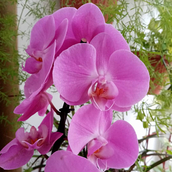 Орхидея (Phalaenopsis) "Lilac" - фото 4