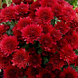 Хризантема мультифлора "Красная красавица" (укорененный черенок, высота 5-10см) купить