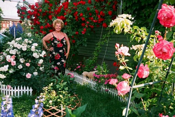 Троянда плетиста "Фламентанз" (саджанець класу АА +) вищий сорт - фото 4