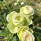 Троянда англійська плетиста "Сяюча наречена" (саджанець класу АА +) вищий сорт