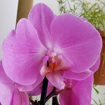 Орхидея (Phalaenopsis) "Lilac" - фото 5