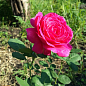Ексклюзив! Троянда паркова сріблясто-рожева "Дивовижна місіс Майзель" (The Amazing Mrs. Mayzel) (саджанець класу АА +, преміальний вищий сорт)