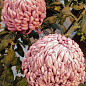 Хризантема  "Irisa Pink" (низкорослая крупноцветковая) цена