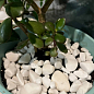 Декоративные камни Галька белая "Доломит" фракция 30-40 мм 2,5 кг цена