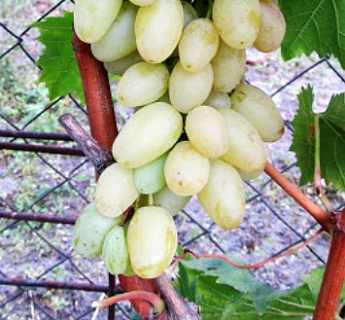 Виноград "Столетие" (кишмиш, средне-ранний срок созревания, грозди солидные весом до 1500г) - фото 3