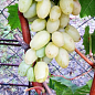 Виноград "Сторіччя" (кишмиш, середньо-ранній термін дозрівання, грона солідні вагою до 1500г) цена