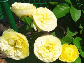 Эксклюзив! Роза плетистая ярчайше желтая "Солнце свет" (Sun light)  (саженец класса АА+, премиальный морозостойкий сорт) - фото 7
