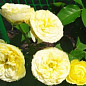 Ексклюзив! Троянда плетиста найяскравіше жовта "Сонце світло" (Sun light) (саджанець класу АА +, преміальний морозостійкий сорт)