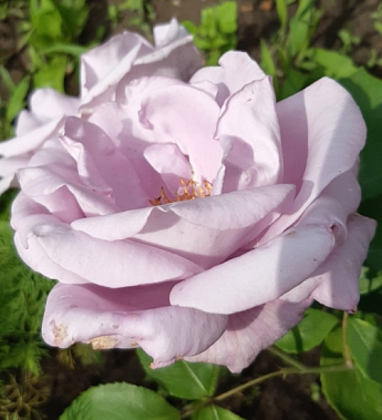 Роза плетистая "Голубая Мечта" (саженец класса АА+) высший сорт - фото 4