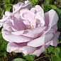 Троянда плетиста "Блакитна Мрія" (саджанець класу АА +) вищий сорт
