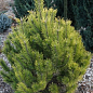 Сосна Шотландская "Scots Pine" (быстрорастущая) горшок P9