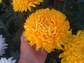 Хризантема срезочная "Creamist Yellow" - фото 2