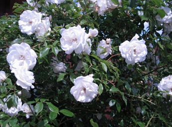 Троянда плетиста "Айсберг" (саджанець класу АА +) вищий сорт - фото 3