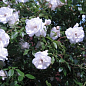 Роза плетистая "Айсберг" (саженец класса АА+) высший сорт цена