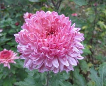 Хризантема  "Daily Mirror Pink" (низкорослая крупноцветковая) - фото 5