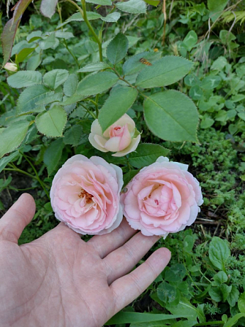 Троянда плетиста "Eden Rose" (саджанець класу АА +) вищий сорт - фото 4