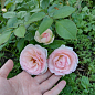 Роза плетистая "Eden Rose" (саженец класса АА+) высший сорт