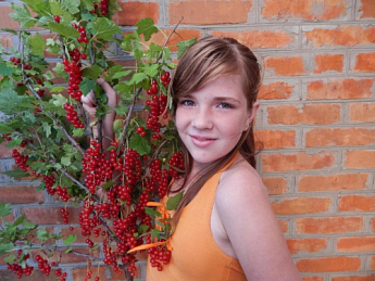 Смородина червона "Ровада" (Rovada) (середньо-пізній термін дозрівання, має великі, тверді і блискучі ягоди) - фото 4