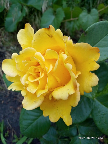 Троянда чайно-гібридна «Іліос» (саджанець класу АА +) вищий сорт - фото 2