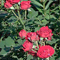 Роза мелкоцветковая (спрей) "Barbados" (саженец класса АА+) высший сорт цена