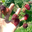 Малиново-ожиновий гібрид "Бойсенберрі" (Boysenberry) (ремонтантний сорт, один з кращих гібридів) цена