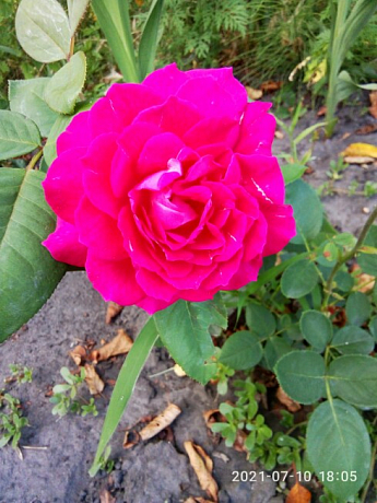 Ексклюзив! Троянда паркова сріблясто-рожева "Дивовижна місіс Майзель" (The Amazing Mrs. Mayzel) (саджанець класу АА +, преміальний вищий сорт) - фото 6