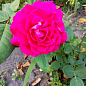 Ексклюзив! Троянда паркова сріблясто-рожева "Дивовижна місіс Майзель" (The Amazing Mrs. Mayzel) (саджанець класу АА +, преміальний вищий сорт)
