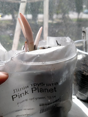 Лилия Трубчатая "Pink Planet"  - фото 5