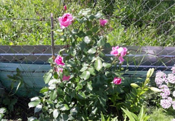 Троянда англійська плетиста "Серце троянди" (саджанець класу АА +) вищий сорт - фото 6