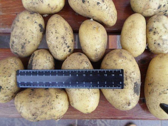 Картофель "Коломбо" семенной ультраранний (на варку, 1 репродукция) 1кг - фото 4
