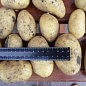 Насіннєва ультро-рання картопля "Коломбо" (на варіння, 1 репродукція) 1кг