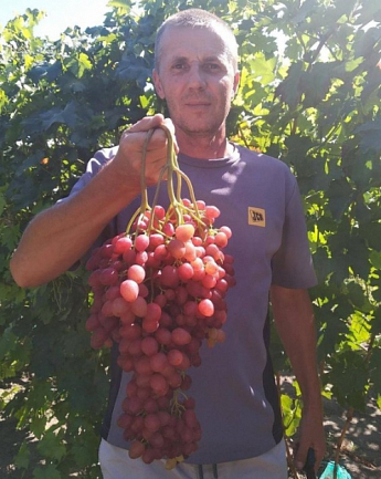 Виноград "Велес" (кишмиш, ранний срок созревания, грозди очень крупные, весом до 1500 г) - фото 4