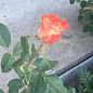 Троянда чайно-гібридна "Імператриця Фарах" (саджанець класу АА +) вищий сорт цена