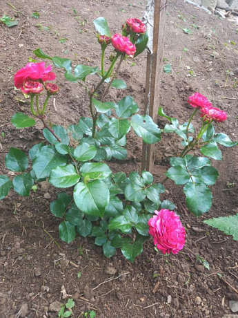 Троянда флорибунда "Нікколо Паганіні" (саджанець класу АА +) вищий сорт 1 саджанець в упаковці - фото 3