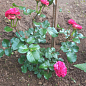 Троянда флорибунда "Нікколо Паганіні" (саджанець класу АА +) вищий сорт 1 саджанець в упаковці цена